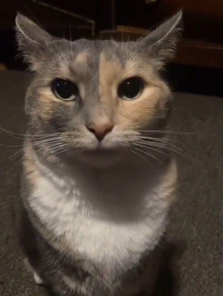cat that looks like jerma